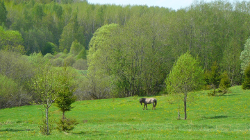 Atvērto durvju diena “Mauriņu” saimniecībā