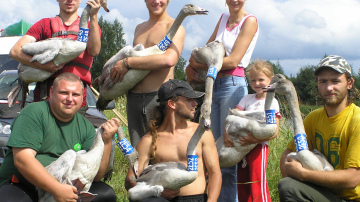 Šonedēļ Kurzemē notiks ziemeļu gulbju apgredzenošana