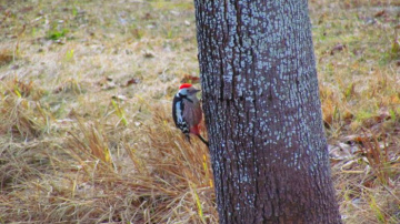 Putnu vērošanas diena Āraišu arheoloģiskajā muzejparkā 