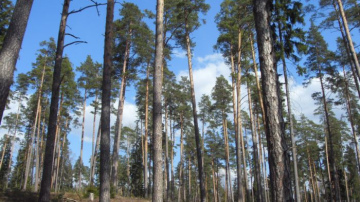 Eksperti Jelgavā spriedīs par meža nozares nozīmi reģionos  un Latvijas konkurētspēju