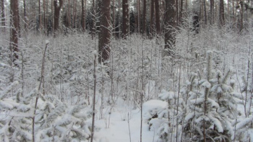 Jaunais šīs ziemas aukstuma rekords -22,5 grādi Dobeles novadā