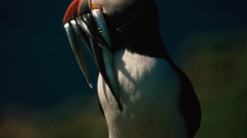 Saldus pilsētas bibliotēkā apskatāma “National Geographic Latvija” fotoizstāde “Putni Latvijā un pasaulē”