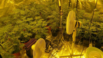 Valsts policija kādā Jūrmalas privātmājā atklāj marihuānas plantāciju; pieci aizturētie