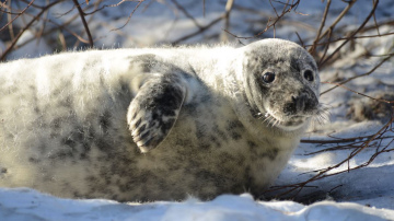 Ventspilnieki dos vārdu Rīgas Nacionālajā Zooloģiskajā dārzā piedzimušajai roņu meitenei