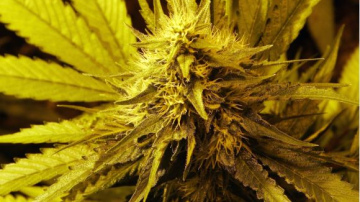 Zemgales reģionā policijas darbinieki atklājuši virkni noziedzīgu nodarījumu saistībā ar narkotikso vielu ...