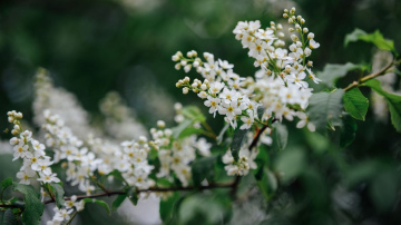 Siguldā sācies ievziedu laiks