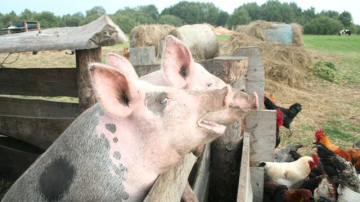 ĀCM ierobežošanas pasākumu izmaksas segs no līdzekļiem neparedzētiem gadījumiem 