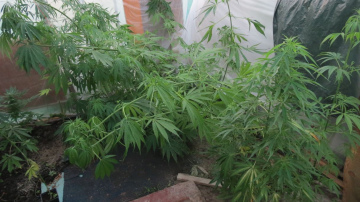 Valsts policija Ventspilī likvidē marihuānas audzētavu