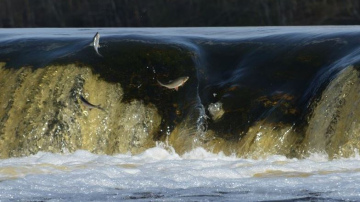 Biedrība Dabas Draugi aicina piedalīties Ūdenskritumu ekspedīcijā Kurzemē un Vidzemē