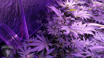 Valsts policija pagājušajā nedēļā privātmājā Jūrmalā likvidēja lielu marihuānas audzētavu