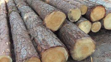 Riebiņu pašvaldības nolīgta firma nesaskaņoti izcērt kokus privātīpašnieku zemēs