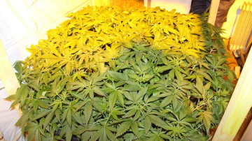 VID Lietuvas pierobežā atklāj marihuānas audzētavu