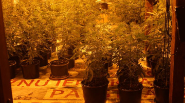 VID Lietuvas pierobežā atklāj marihuānas audzētavu