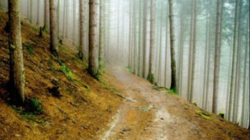 Saimniekojot mežā, nepieciešama vīzija par meža attīstību un nākotni