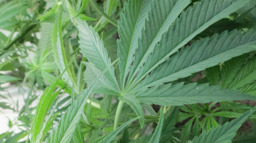 Valsts policija Saldus un Talsu novados likvidē marihuānas audzētavas