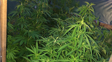 Valsts policija Kuldīgā atsavina narkotiskās vielas