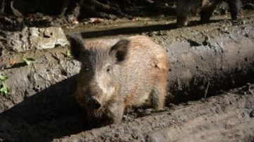 Izmaiņas Āfrikas cūku mēra riska zonu teritorijā Kurzemē