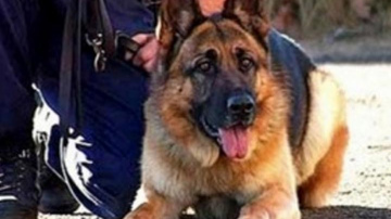 Suns skolā norāda uz astoņiem audzēkņiem, kuri, iespējams, lietojuši narkotikas