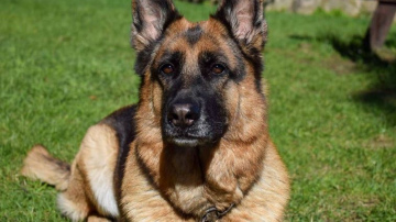 Dienesta suņi skolā norāda uz pieciem audzēkņiem, kuri, iespējams, lietojuši narkotikas