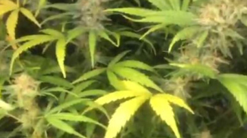 Policisti notver kārtējos marihuānas audzētājus Jelgavā