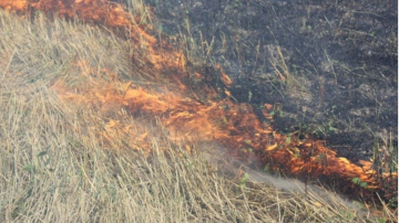 Kuldīgā tiek konstatēts kūlas ugunsgrēks, likumsargi noskaidro iespējamo vainīgo personu