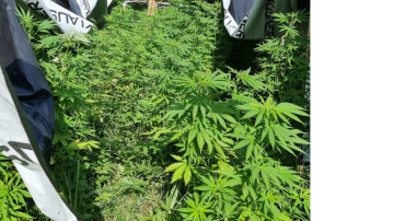 Policisti Jēkabpils novadā izņem 195, iespējams, narkotiskās vielas saturošus augus