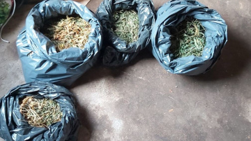 Valsts policija uzsāk kriminālprocesus par marihuānas audzēšanu Kuldīgas pusē