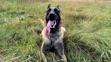 Valsts policijas dienesta suns Marko atrod mežā apmaldījušos ogotāju