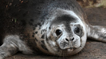 Roņu dienas Rīgas zoodārzā