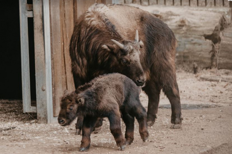 Rīgas Zoodārza pavasara vēstnesis – mišmi takinu mazulis