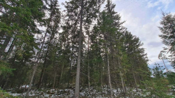 Kā mizgrauzis ietekmēs cirsmu cenu?