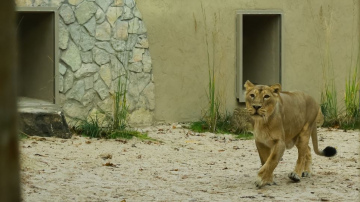 Maija brīvdienas Rīgas Zooloģiskajā dārzā