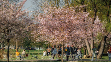 Zem ziedošajām sakurām Pārdaugavā iekārtotas pop-up piknika zonas
