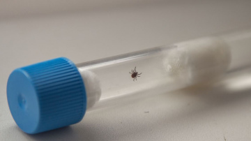 „Centrālā laboratorija”: 64 gadījumos ērces bijušas inficētas ar kādas slimības ierosinātāju
