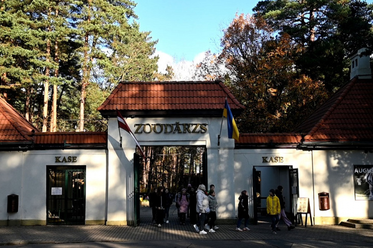 Rīgas Nacionālajā zooloģiskajā dārzā nogādāts atrastais lāču mazulis