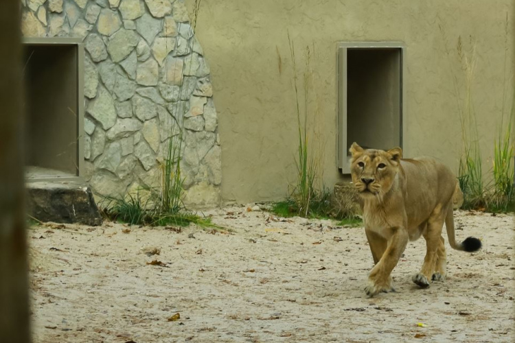Maija brīvdienas Rīgas Zooloģiskajā dārzā