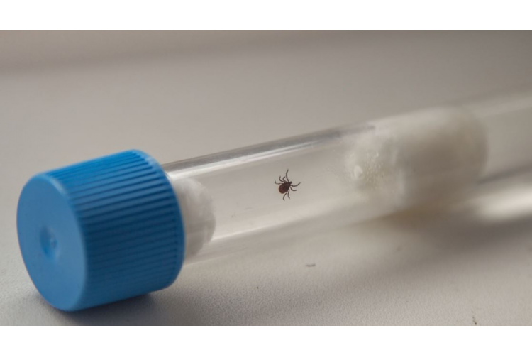 „Centrālā laboratorija”: 64 gadījumos ērces bijušas inficētas ar kādas slimības ierosinātāju