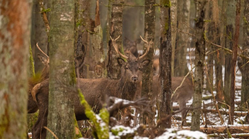 RĪGAS MEŽI uzsāk staltbriežu medību tiesību izsoli