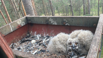 Kritiski apdraudētā ūpja ligzdvietās novēroti pirmie jaunie putni