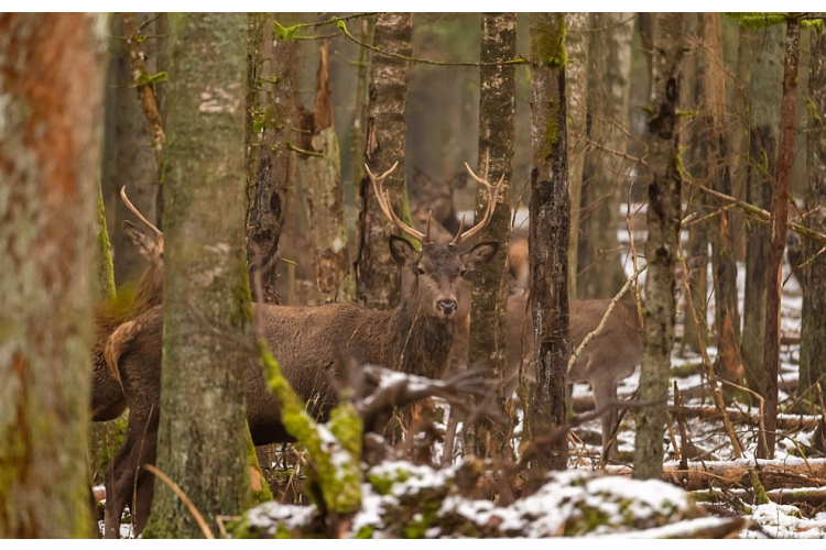 RĪGAS MEŽI uzsāk staltbriežu medību tiesību izsoli