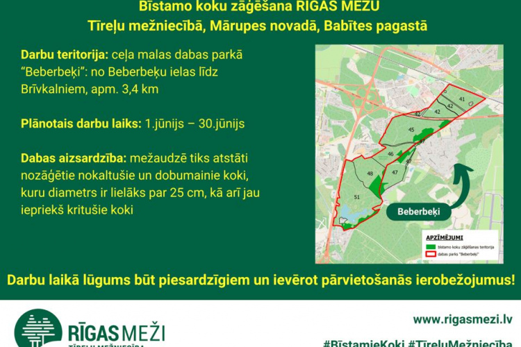 RĪGAS MEŽI izzāģēs bīstamos kokus Babītes pagastā, Tīreļu mežniecībā
