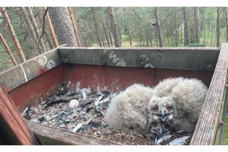 Kritiski apdraudētā ūpja ligzdvietās novēroti pirmie jaunie putni
