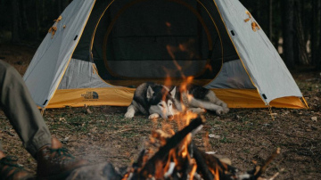 Lai vasaras saulgrieži būtu mierpilni, parūpējies par suņa un kaķa drošību!