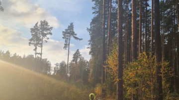 Prognozes, ko Latvijas koksnes tirgus nesīs turpmāk, vēl ir neskaidras