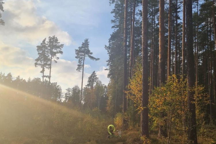 Prognozes, ko Latvijas koksnes tirgus nesīs turpmāk, vēl ir neskaidras
