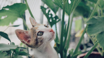 Bīstamās lilijas, tulpes, dracēnas un alvejas: aizliegto ziedu un augu saraksts kaķu saimniekiem