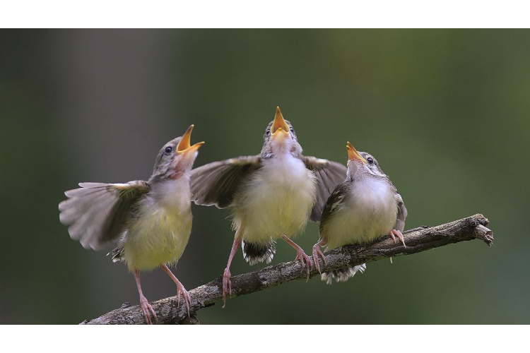 Svētki balsīm turpinās! Kā tās saglabāt skanīgas