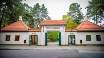 Rīgas Zoodārzā nonākusi neparastas krāsas varde