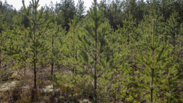 RĪGAS MEŽI: ugunsnedrošais laikposms aizvadīts salīdzinoši mierīgi – 18 ha platībā dzēsti ap 80 nelieli ugunsgrēki