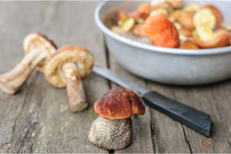 Можно ли по вкусу определить, ядовит ли гриб?